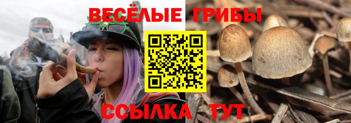 Псилоцибиновые грибы Psilocybe Новодвинск